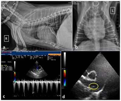 Is the Angiostrongylus vasorum infection in domestic dogs underestimated or misdiagnosed? A comprehensive presentation of four lethal cases